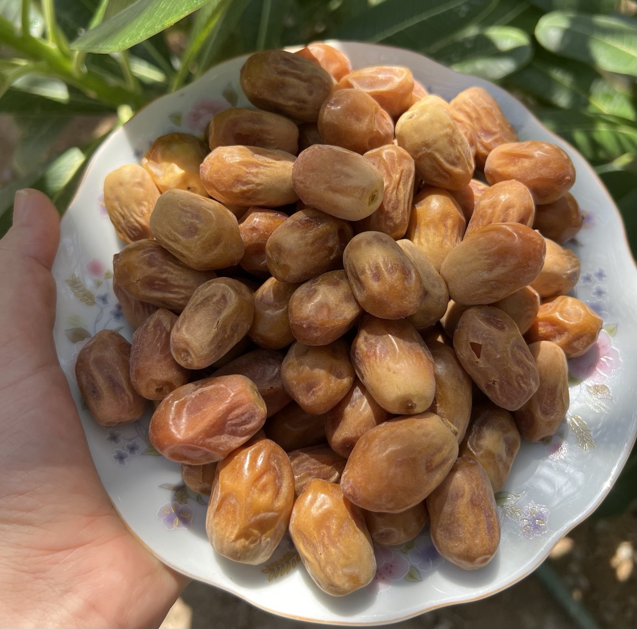 خرمای  قصب زاهدی یا آجیلی1