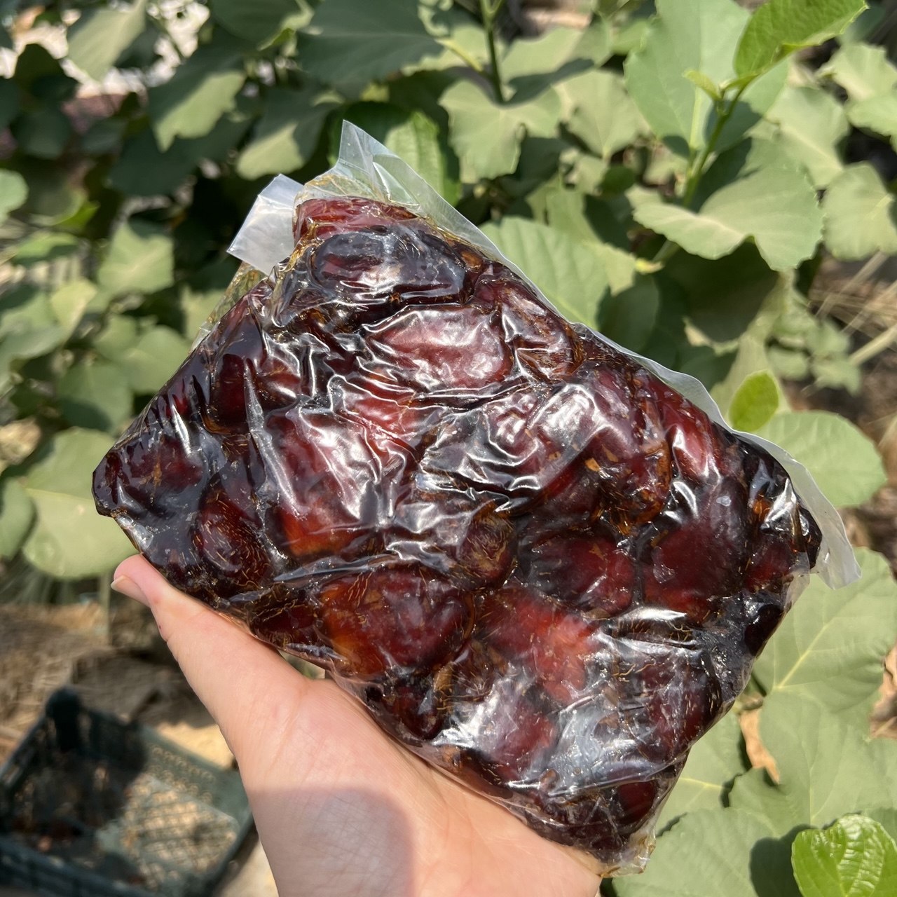 خرمای شیره دارکبکاب(بینظیر