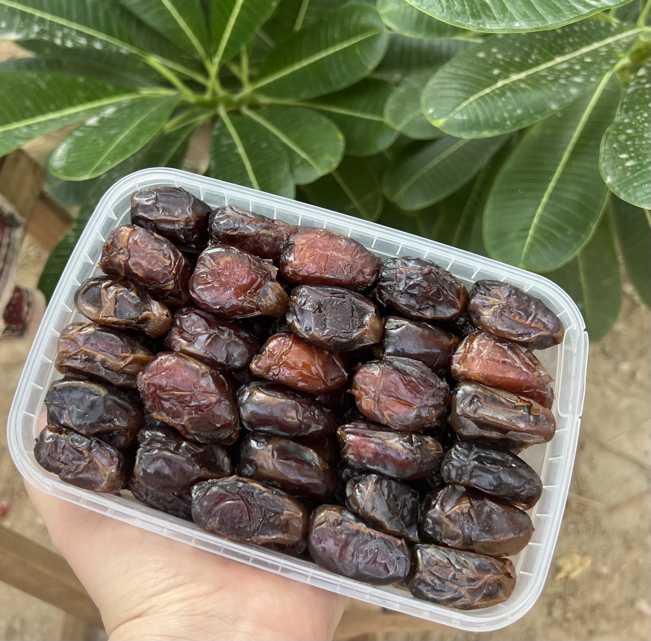 خرمالوکس وبدون شیره کبکاب1